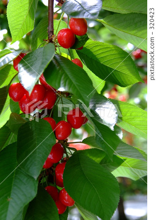 美國櫻桃 美國櫻桃 320423