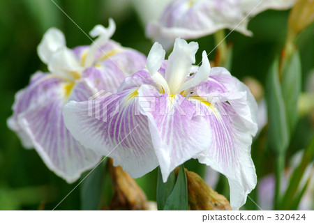 菖蒲花 菖蒲 雨滴 320424