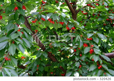 櫻桃籃子種植園 320426