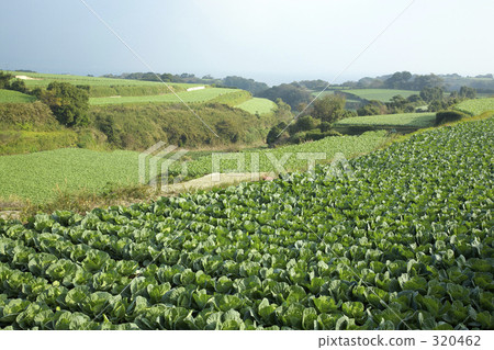 白菜領域和領域 320462