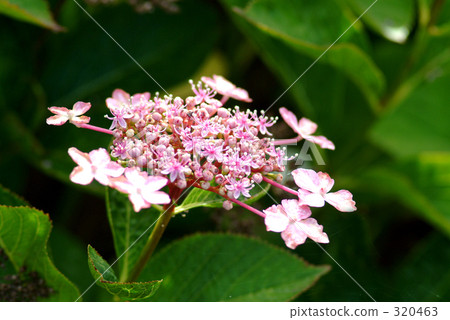 hydrangea macrophylla, small flower, little 320463
