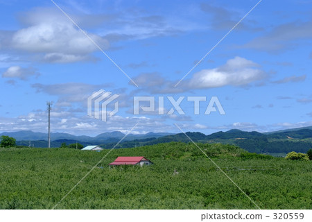 藍天和蘋果庭院 320559