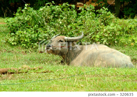 奶牛 荷斯坦種奶牛 牛奶 320635