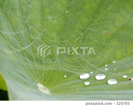 蜘蛛網 蜘蛛網 320793