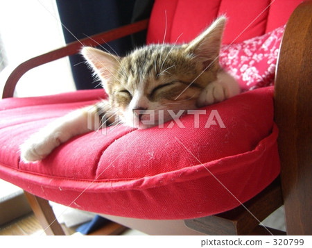 小貓 貓咪 貓 320799