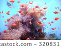 天藍色 淺藍 魚 320831