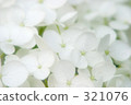 White hydrangea 321076
