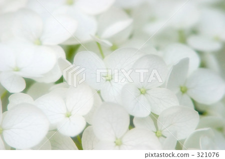 White hydrangea White hydrangea 321076