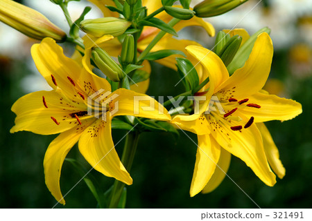 百合 東方百合 車前草百合 321491