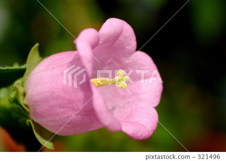 花園 圖像 奇異 321496