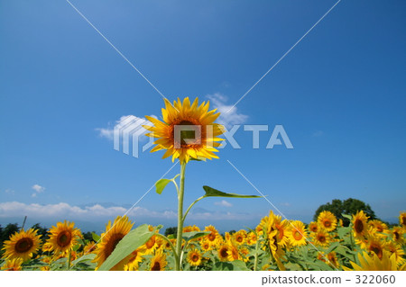 明野 夏季天空 風景 322060
