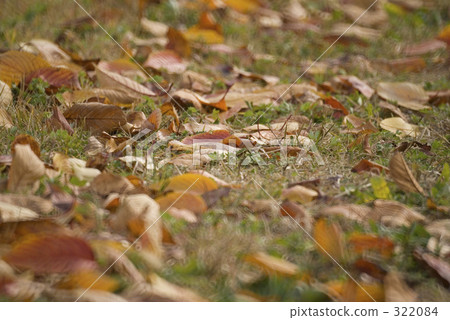 落葉 322084