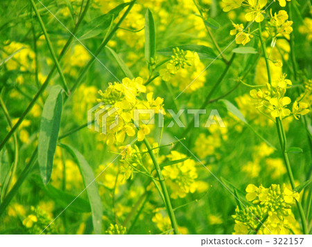 Rape blossoms 322157