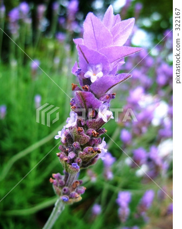 薰衣草 322167