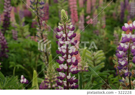 羅素盧平1 322228