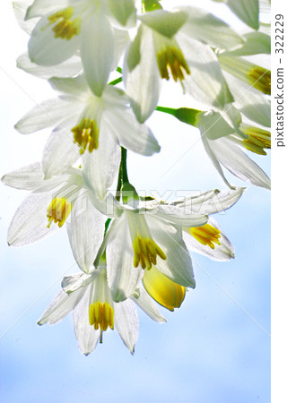 玉鈴花 玉鈴花 322229