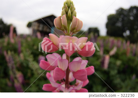 羅素盧平2 322230