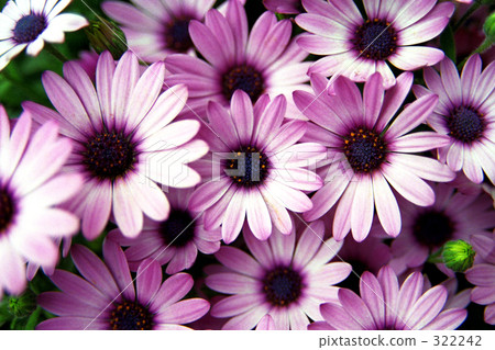 花·花·花 322242