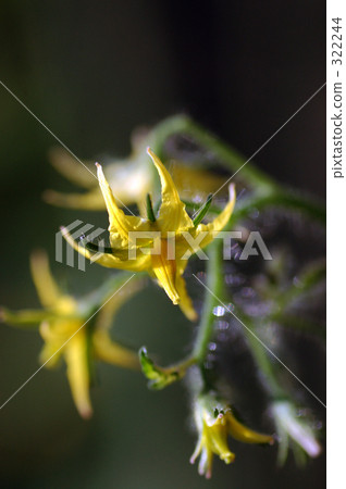 番茄花 番茄花 322244