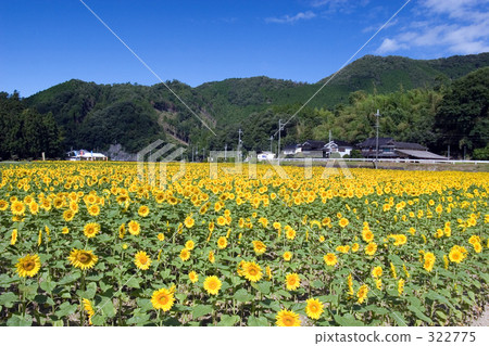 向日葵田 322775