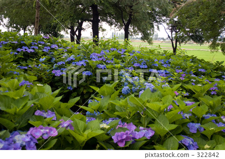 Hydrangea of Moriyama Ashikari Garden 322842