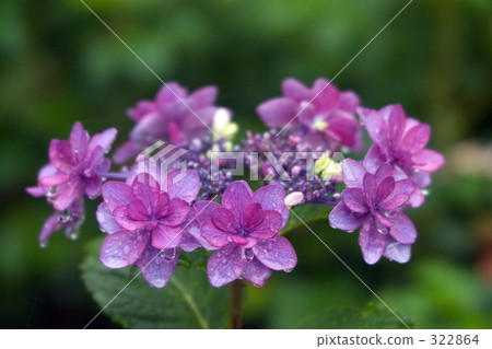 Purple forehead hydrangea Purple forehead hydrangea 322864