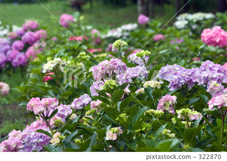 Hydrangea landscape Hydrangea landscape 322870