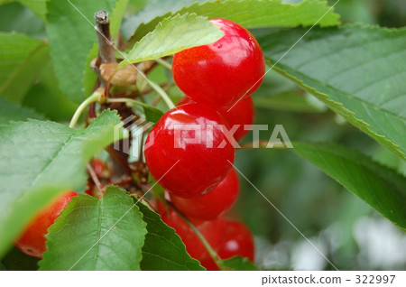 Cherry (Sato Nishiki) 322997