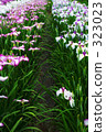 The iris garden 323023