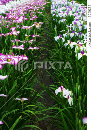The iris garden 323023