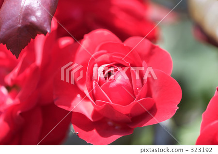Roses Roses 323192
