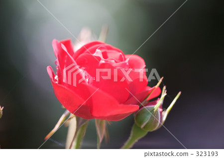 outside, cheerful, sunshiny 323193