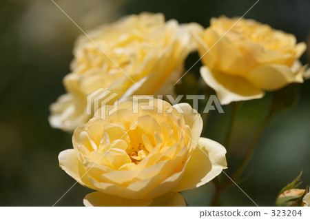 cheerful, sunshiny, vibrant 323204