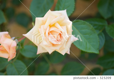 cheerful, sunshiny, vibrant 323209
