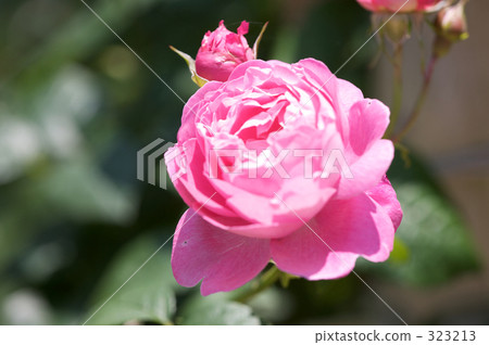 cheerful, sunshiny, vibrant 323213