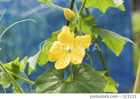 Yellow flower of winter melon 323225