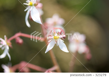 cheerful, sunshiny, vibrant 323279