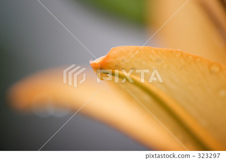 活力 快樂 明亮 323297