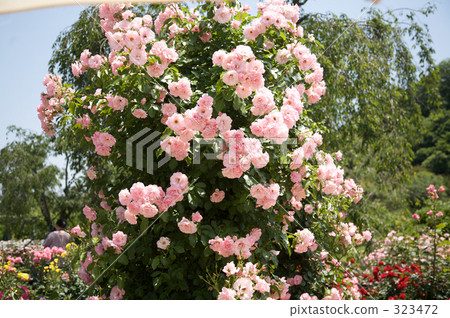 cheerful, sunshiny, vibrant 323472