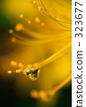 Waterdrop flower 323677