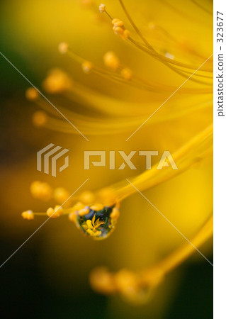 水滴花 水滴花 323677