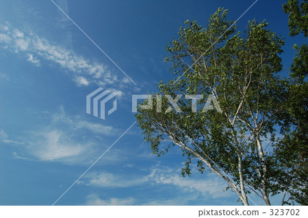 白樺和夏天的天空 323702