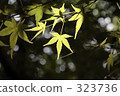 tokyo, sunlight, maple 323736