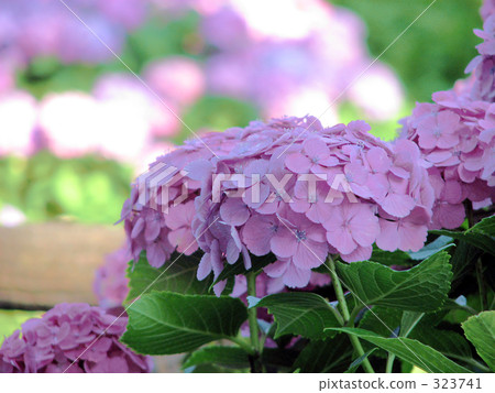 hydrangea, park, parks 323741