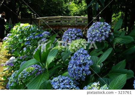 Hydrangea 4 323761