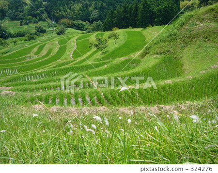 水稻梯田 324276