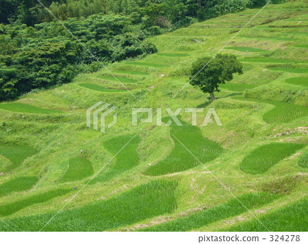Rice terraces 324278
