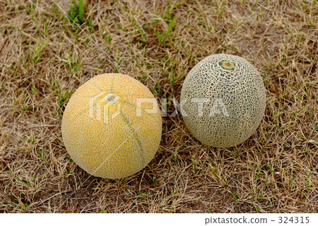 melon, melons, fruit 324315