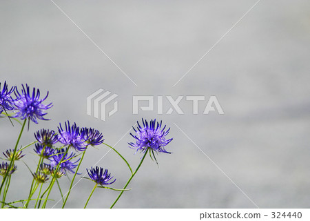 Tama Shrimp 2 324440