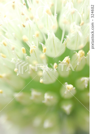 Fresh green onion Fresh green onion 324682